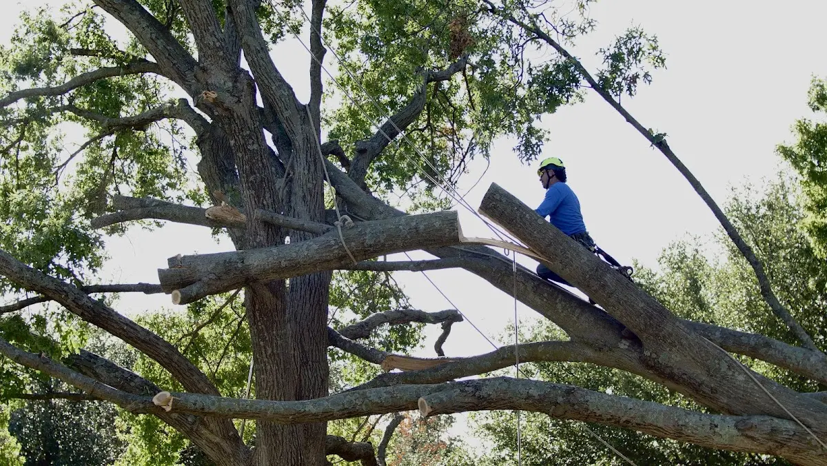 Professional Crown Thinning performed by certified arborists in Victoria